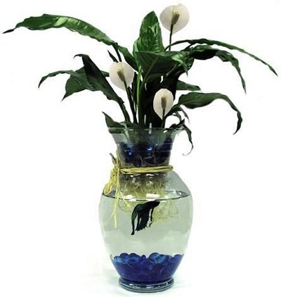 Betta-Fish-Vase