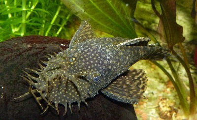 Bristlenose-Plecos-Ancistrus-Cirrhosis