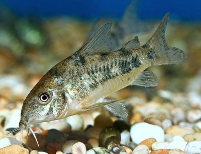 Cory-Catfish-Corydoras