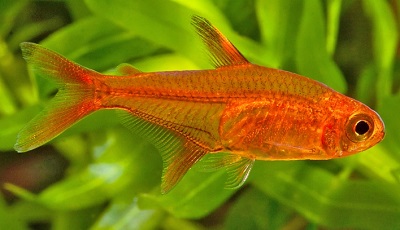 Ember-Tetras-Hyphessobrycon-Amandae