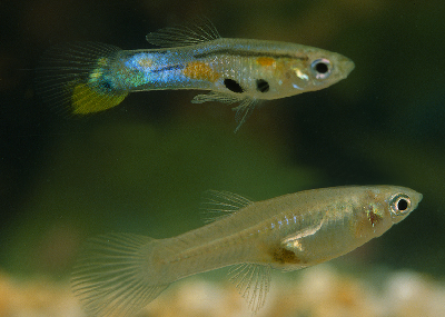 Feeder-Guppies-Poecilia-Reticulata