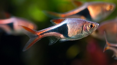 Harlequin-Rasbora-Trigonostigma-Heteromorpha