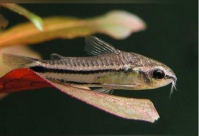 Pygmy-Corydoras