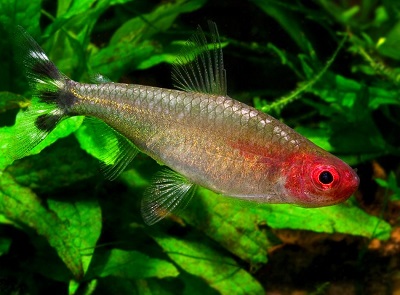 Rummy-Nose-Tetra-Hemigrammus-Rhodostomus