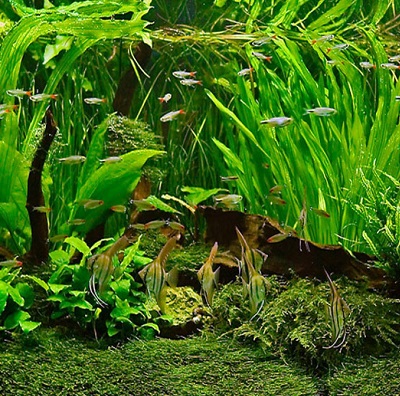 Natural betta fish on sale tank