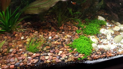 aquarium-substrate