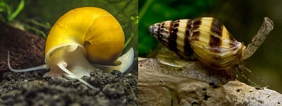 aqutic-snail-assassin-snail