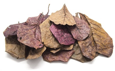 catappa-leaves