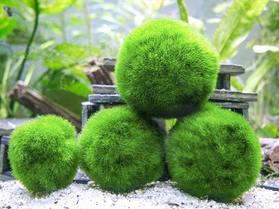 marimo-moss-ball