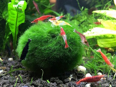 Marimo Moss Ball (Aegagropila linnaei) – AquaSnails