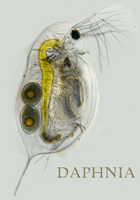 daphnia-for-aquatic-species