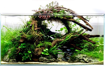 Driftwood-Aquascape