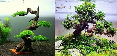 aquarium-bonsai-samples