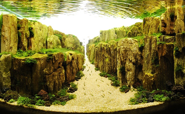 Aquascape design