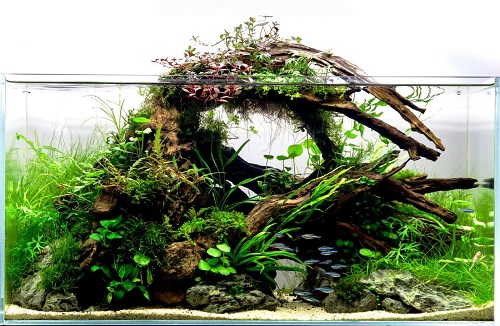 Layout forms in aquascaping -, Aquasabi