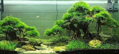 Aquascape Ideas Aquascape Aquarium Driftwood