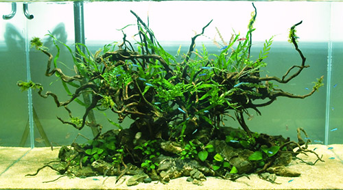 Designing An Aquascape Fish Care