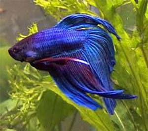 Veil-tail-betta-fish