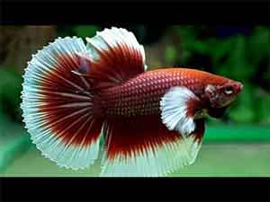 comb-tail-betta-fish-1