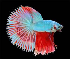 sun-tail-betta-fish