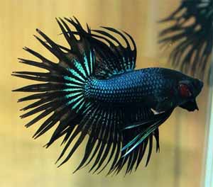 crown-tail-betta-fish