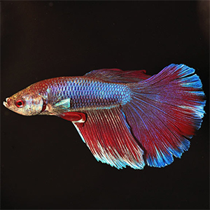 Delta best sale betta female