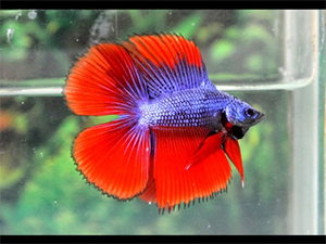 double-tail-betta-fish