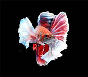 dumbo-elephant-ear-betta-fish