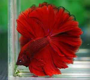 rose-feather-tail-betta-fish