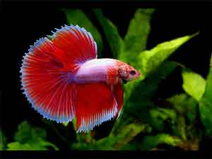 halfmoon-tail-betta-fish