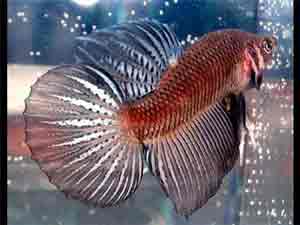 round-tail-betta-fish