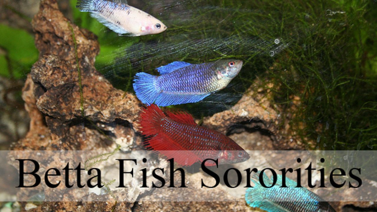 Betta Sorority Fish Care