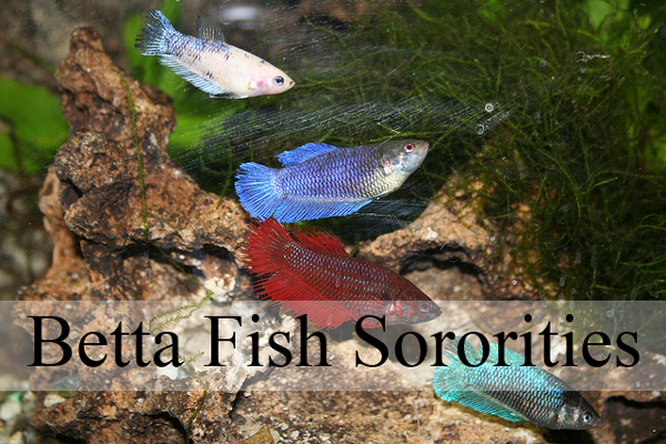 fish that can live with female bettas