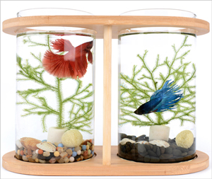 Betta Sorority Fish Care