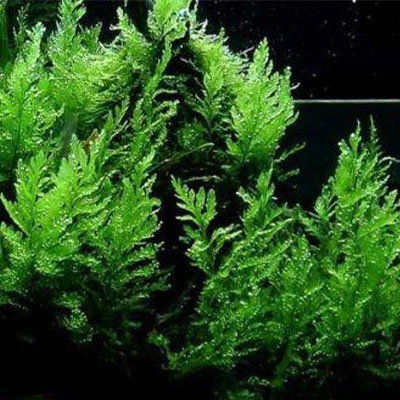 African-Water-Fern