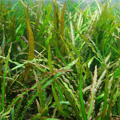 Cryptocoryne-Spiralis