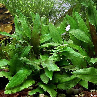 Cryptocoryne-Wendtii