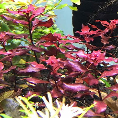 Red-Ludwigia