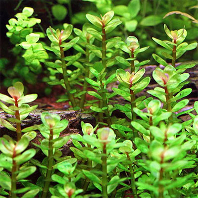 Rotala-Indica