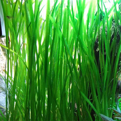 Vallisneria-Eelgrass