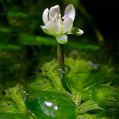 Waterwheel-Plant