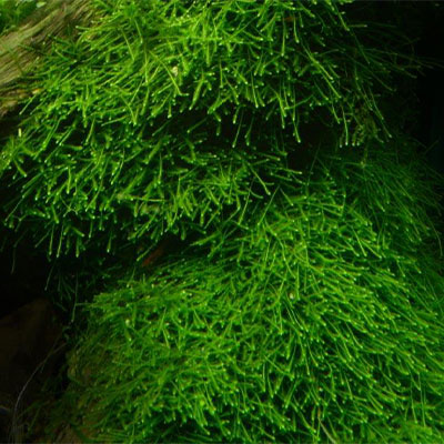 java-moss