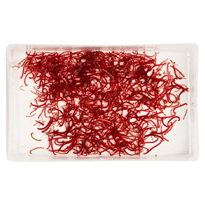 live-fish-food-bloodworms