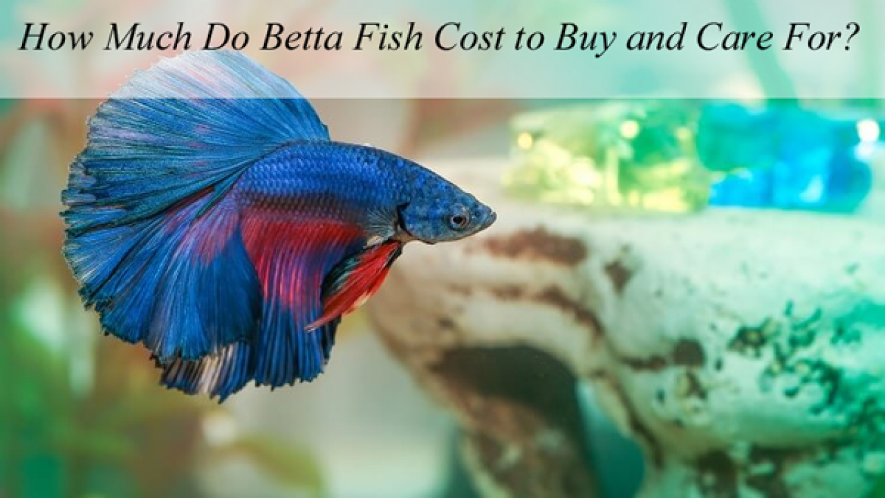 Beta Fish Price / These Rare Betta Fish Cost 10 000