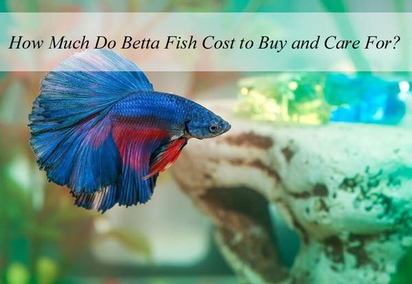 Betta discount fish 2019