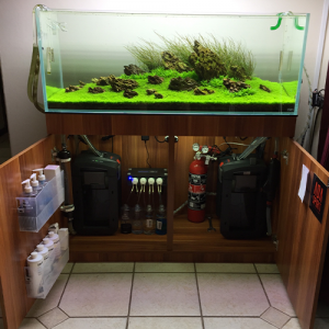 Fish Care - Everything You Need to Know About Betta Fish