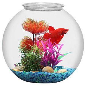 fish bowl 3 gallon