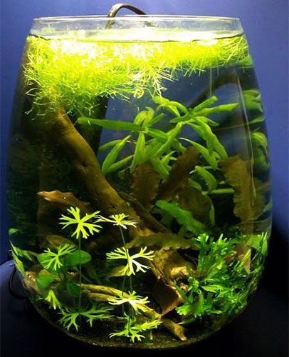 3 Gallon Fish Tank For Betta Fish Care