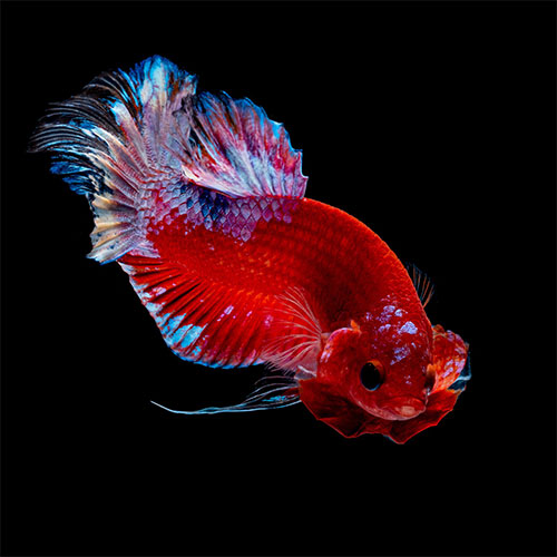 Live shop betta fish