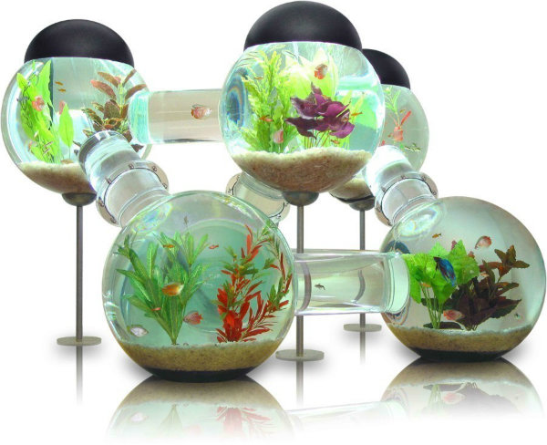 cool fish tank theme ideas